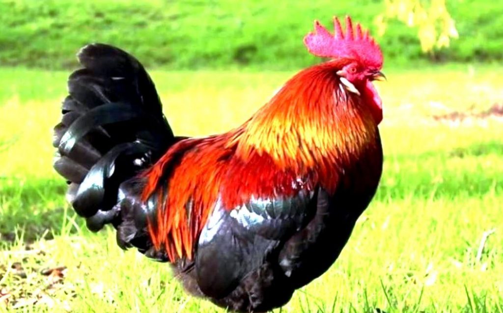 कुखुराको हत्यामा संलग्न ७ जना विरूद्व मुद्धा दायर