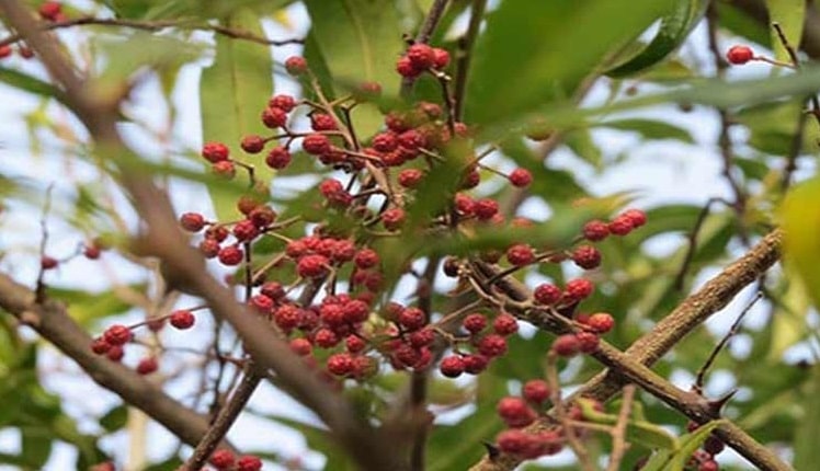 दाङमा टिमुरका बिरुवा रोप्ने अभियान सञ्चालन image
