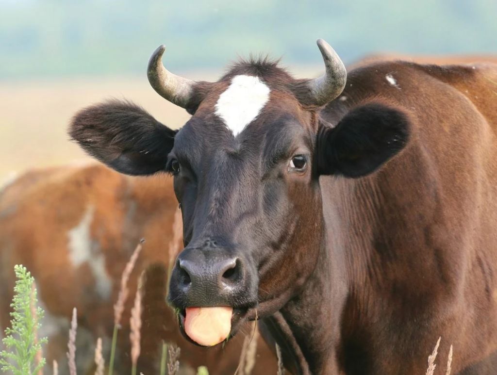 गाईबाट फैलियो नयाँ रोग