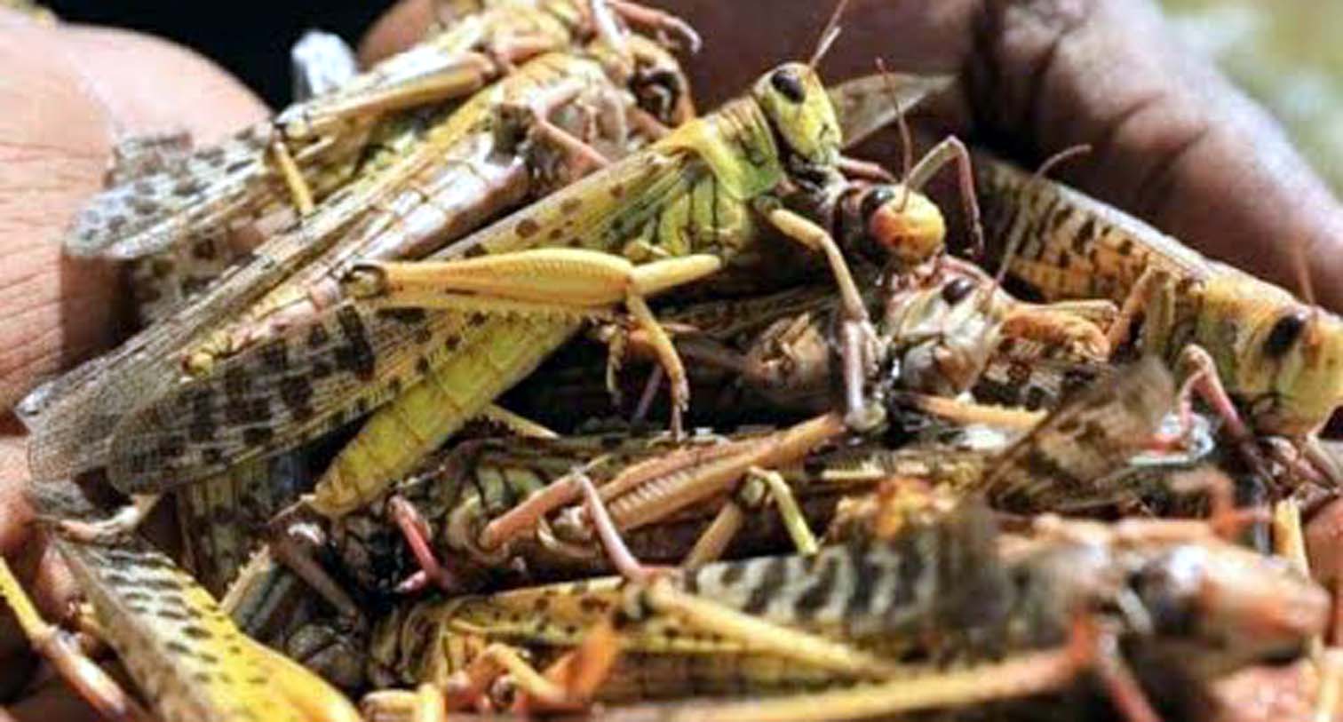 १ लाख ८० हजार नगरमा ३६ क्वीन्टल सलह किन्यो नौबहिनी गाउँपालिकाले image