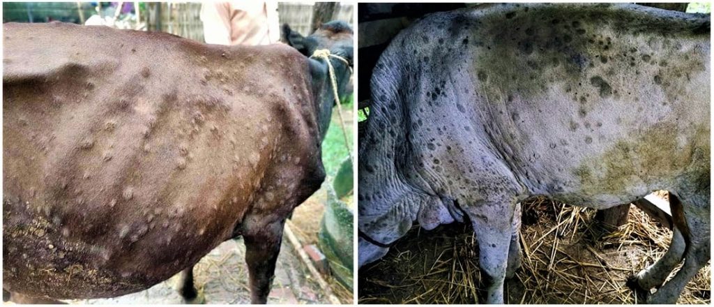 गाईवस्तुमा नयाँ भाइरस, नेपालमा औषधि नभएको चिकित्सकको दावी