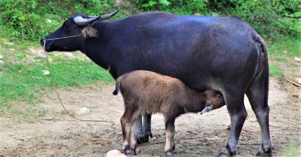 किसानलाई ७५ प्रतिशत अनुदानमा भैँसीका पाडा र बङ्गुरका पाठा image
