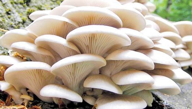 महिलालाई आत्मनिर्भर बनाउन च्याउखेती image