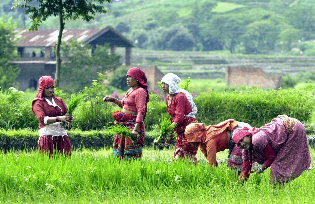 किसानको माग : सरकार कृषि मन्त्रीलाई कारबाही गर image