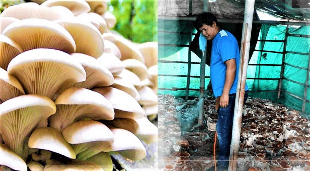 देशभर च्याउखेतीकाे कुरा : सफल कृषक आकाश बाडे र उनकाे रिसर्च सेन्टर…