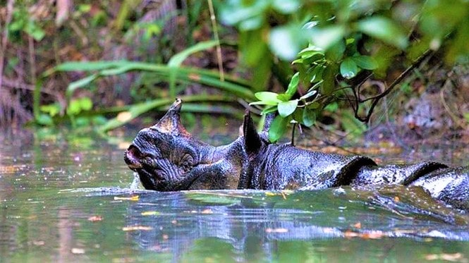 नारायणी नदिमा बगेको केटो भारत पुग्यो image