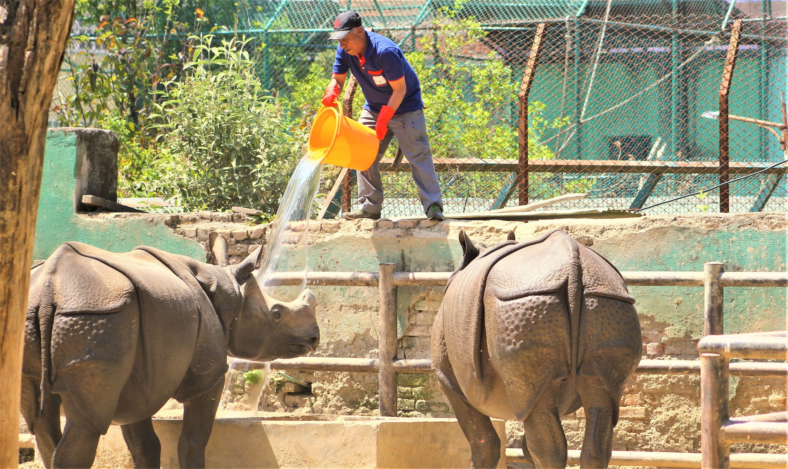 सदर चिडियाखानाका जीवजन्तुु सङ्कटमा image