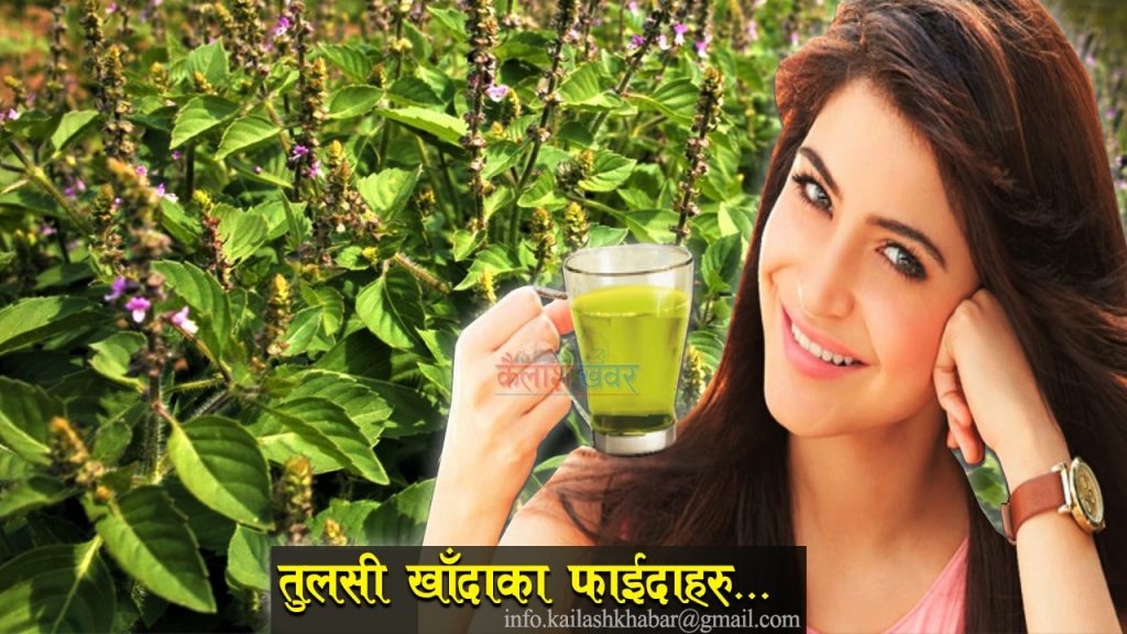 दूध र तुलसीका पात उमालेर पिउँनुहोस् र पाउनुहोस् यी ५ रोगबाट छुटकारा