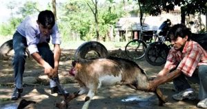 bakhrako bali