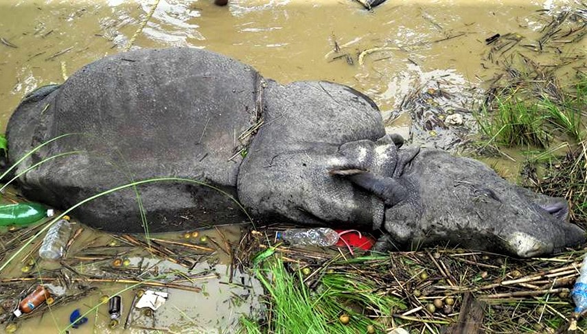 चितवनमा मौलायो तस्करी, गैंडा मारे तस्करले image