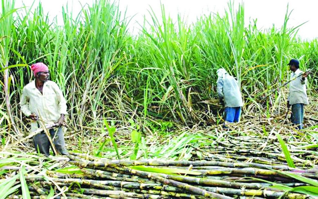 दसैंअघि नै अनुदान रकम भुक्तानी गर्न सर्लाहीका उखु किसानको माग