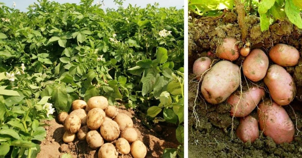 माइजोगमाईमा आलु भण्डारण केन्द्र स्थापना