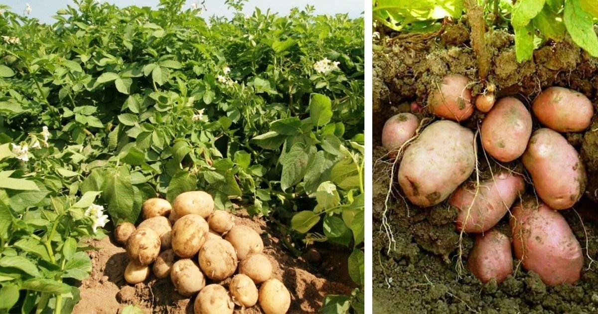 माइजोगमाईमा आलु भण्डारण केन्द्र स्थापना image