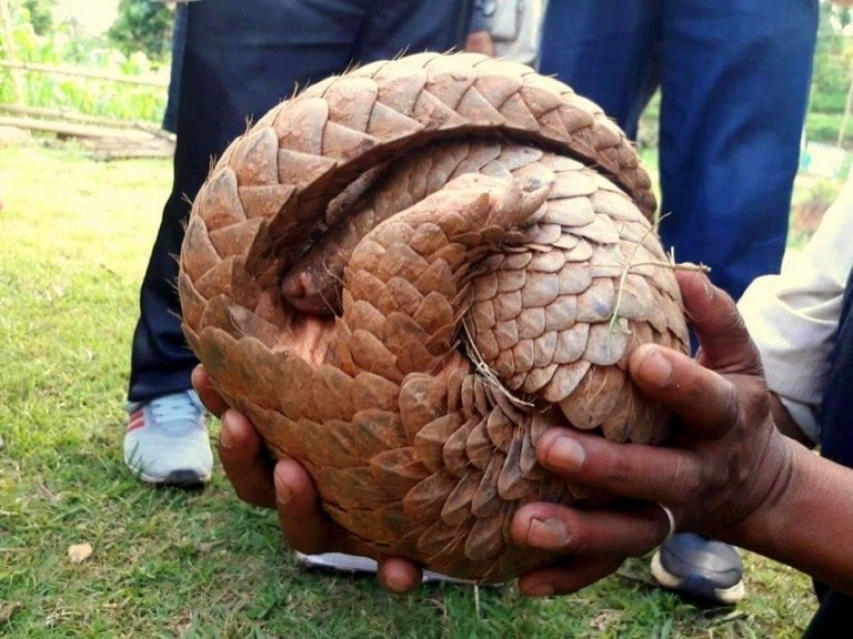 सालक तस्करीमा पक्राउ परेका व्यक्ति उपराष्ट्रपति पुनका सवारी चालक image