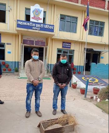 जिउँदो सालकसहित दुई पक्राउ image