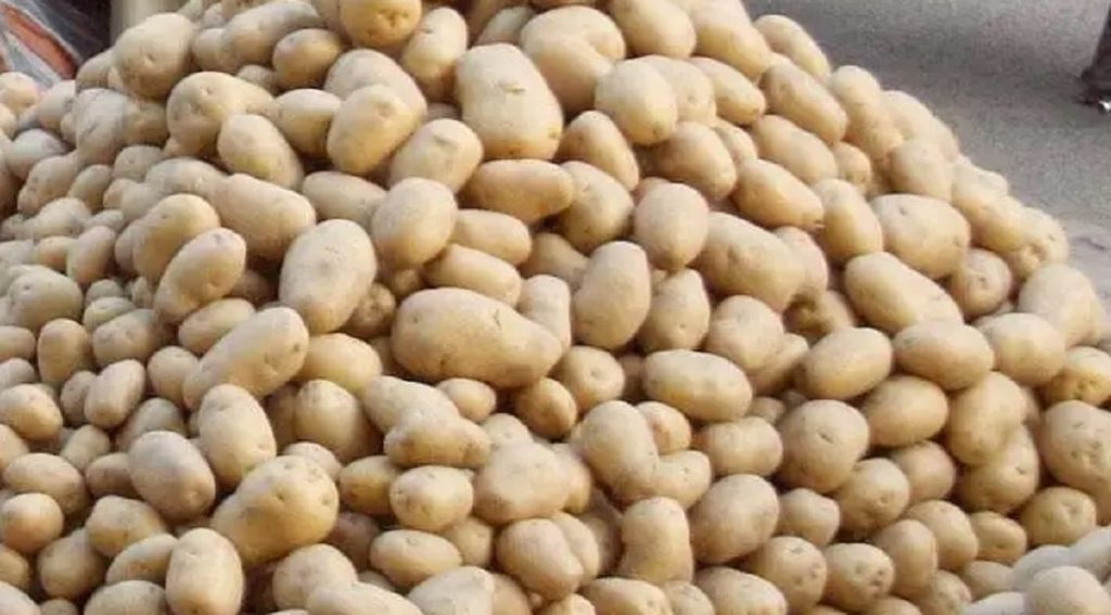 बाँझो जमिन उपयोग गरेर छ हजार केजी आलु उत्पादन