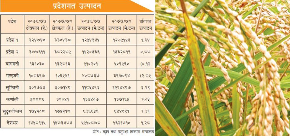 धान उत्पादन बढ्यो , उत्पादकत्व हालसम्मकै उच्च image