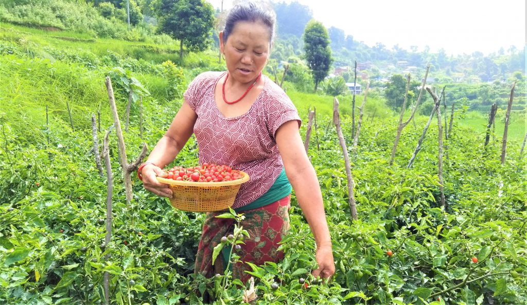 अकबरे खुर्सानी अर्थोपार्जनको प्रमुख बाली, विदेशमा माग बढ्याे