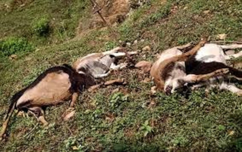 बयर जातका बाख्रा अज्ञात रोगले बाख्रा मरे image