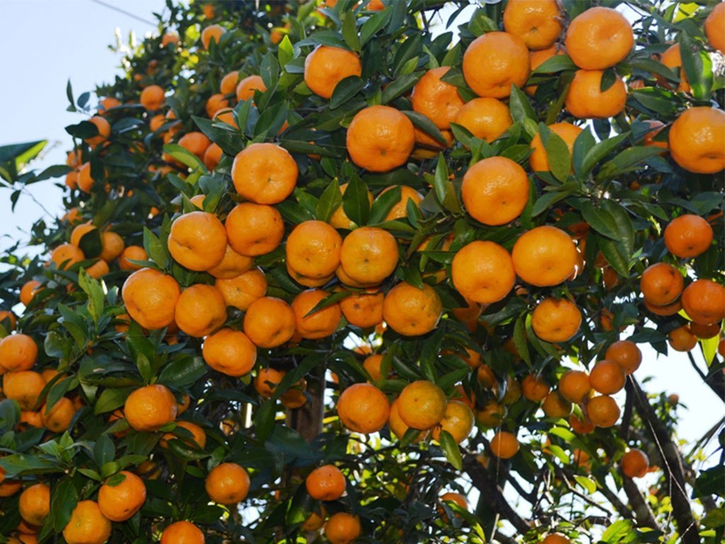 गण्डकी प्रदेशको पहाडी जिल्ला लमजुङमा सुन्तला उत्पादन घट्दै