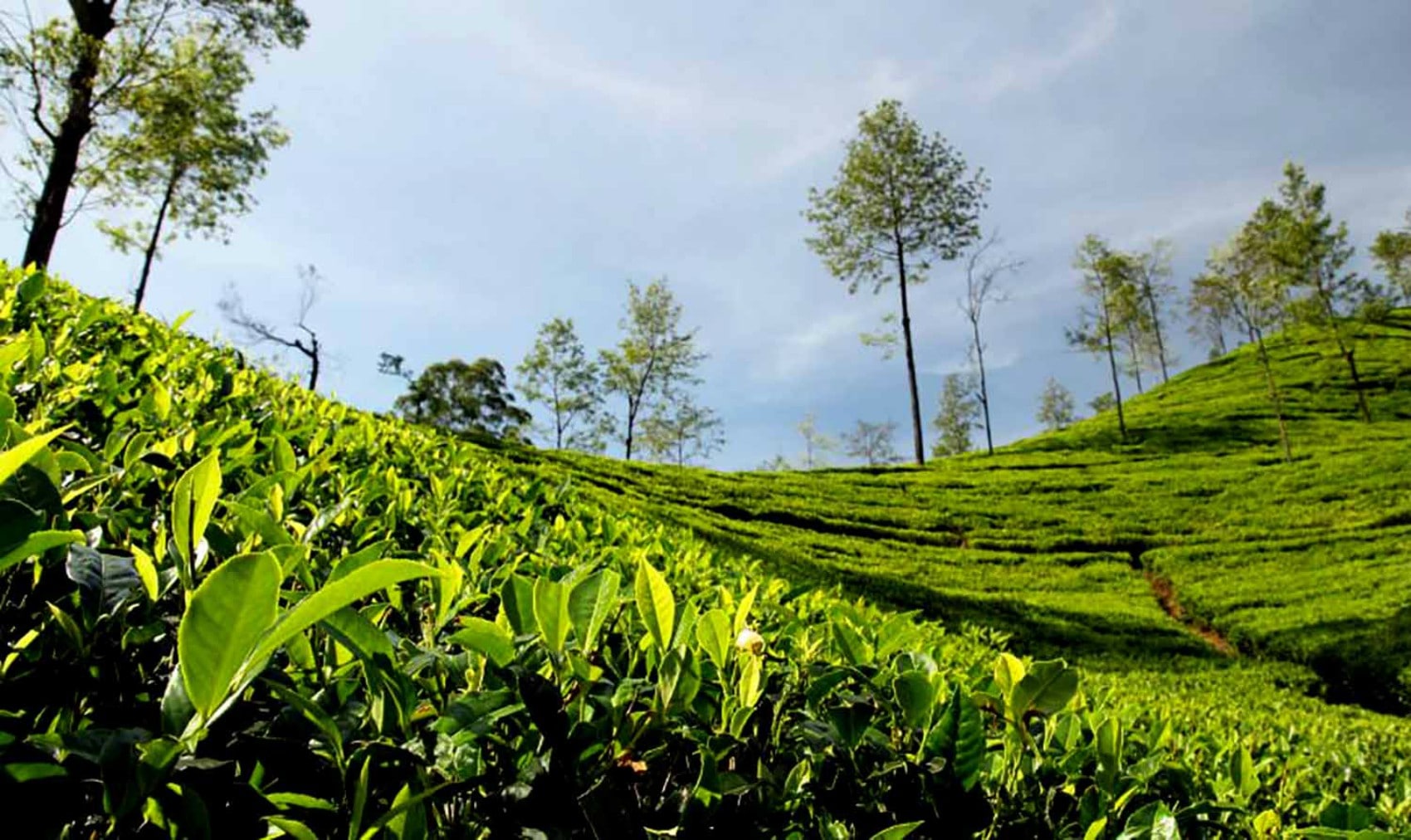 चियालाई विश्व बजारमा चिनाउन लोगो निर्माण, एकपछि अर्काे उपलब्धि हासिल image