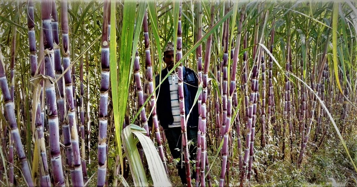 उखुको मूल्य बढ्यो, तर कति ? image