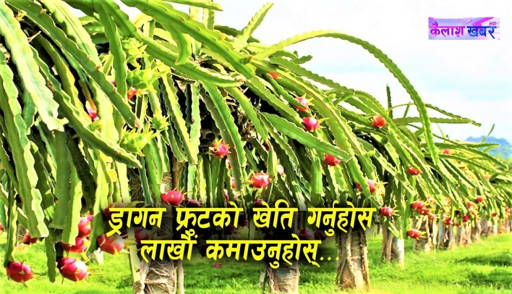 जानीराखौं ‘ड्रागन फ्रुट’को विशेषता र खेति गर्ने तरिका