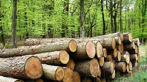 काठ तस्कारीमा संलग्न सातजना पक्राउ