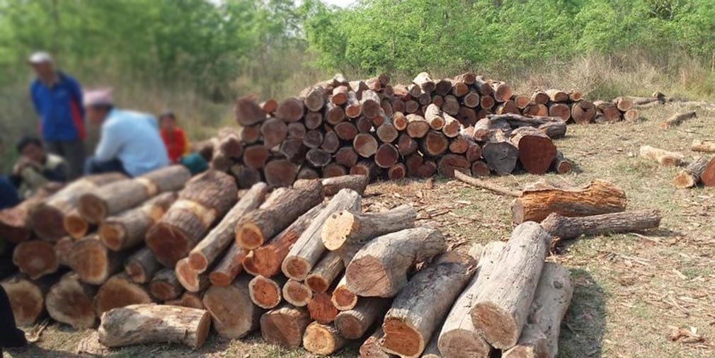सात वर्षमा वन पैदावारबाट एक अर्ब १३ करोड राजस्व