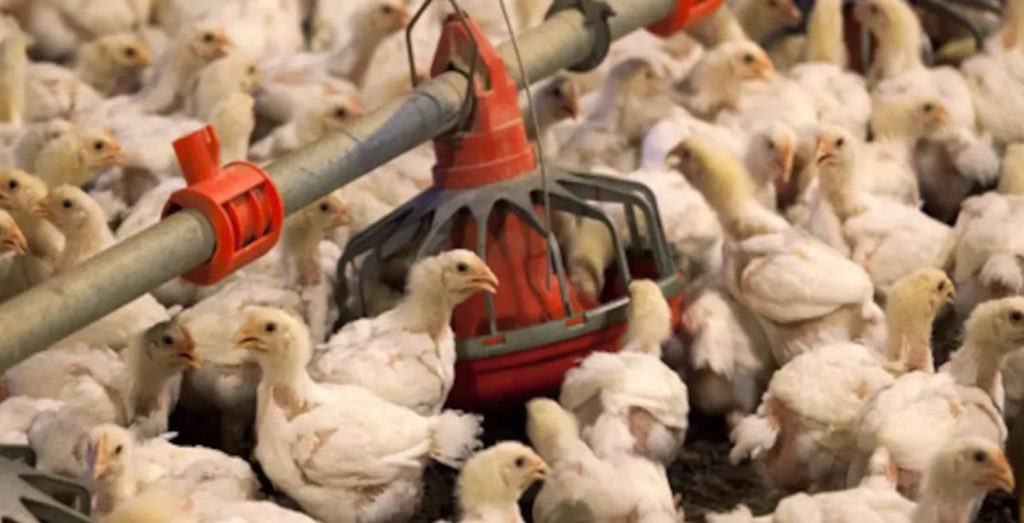 काठमाडौं बर्ड फ्लुको चपेटामा, २३ सय पन्छी नष्ट गरियाे