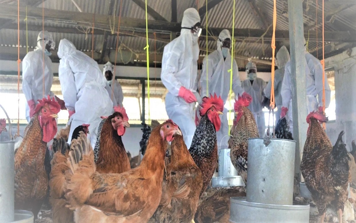 फेरी बर्ड फ्लुको सङ्क्रमण, माछा समेत विक्री गर्न प्रतिबन्ध image