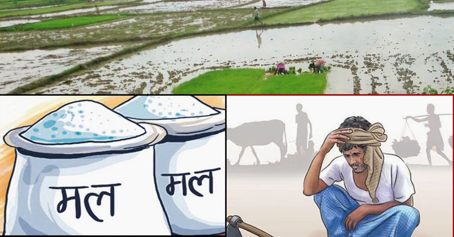 रासायनिक मल पर्याप्त हुँदा पनि पुगेन किसानसम्म image
