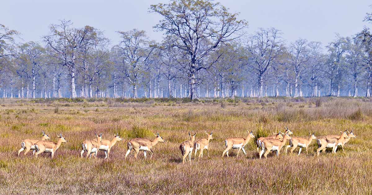 कृष्णसार जोगाउनै मुस्किल image
