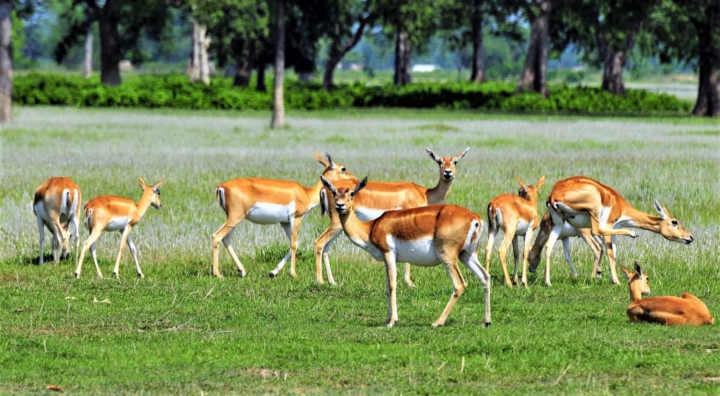 संकटमा कृष्णसार, जोगाउनै मुस्किल