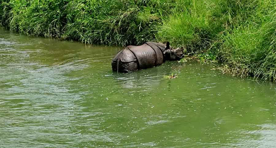 गैँडा मारी खाग बिक्री गरेको अभियोगमा १४ जना पक्राउ image