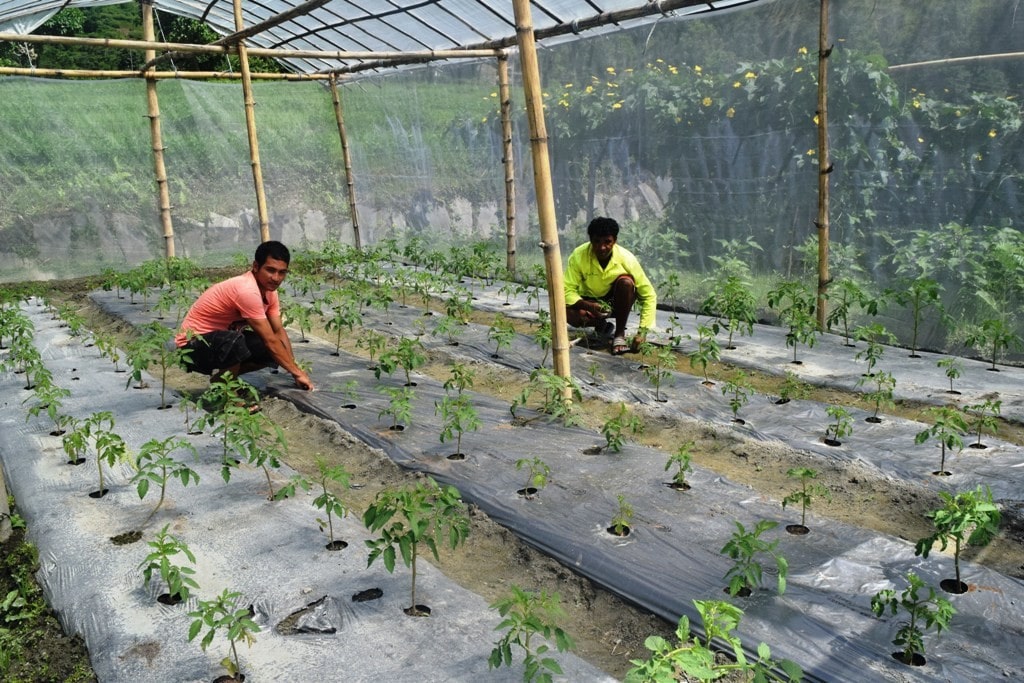 पाँचथरको मिक्लाजुङ गाउँपालिकाले एक सय २५ कृषकलाई एक लाखका दरले पुरस्कार प्रदान image