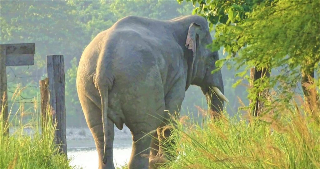 गाउँमा पस्यो जंगली हात्ती, आक्रमणबाट १ जनाको मृत्यु