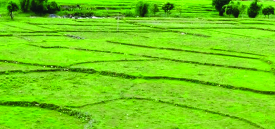 आठ हजार रोपनी जग्गा अतिक्रमित image