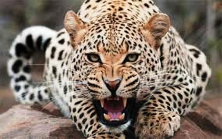 बाजुरामा चितुवाको आक्रमणबाट ८ वर्षीय बालकको मृत्यु, आँगनमै खेलिरहेका थिए बालक