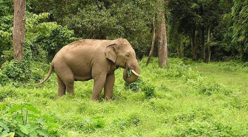 कैलालीमा हात्ती आतंक, आक्रमणबाट मृत्युु