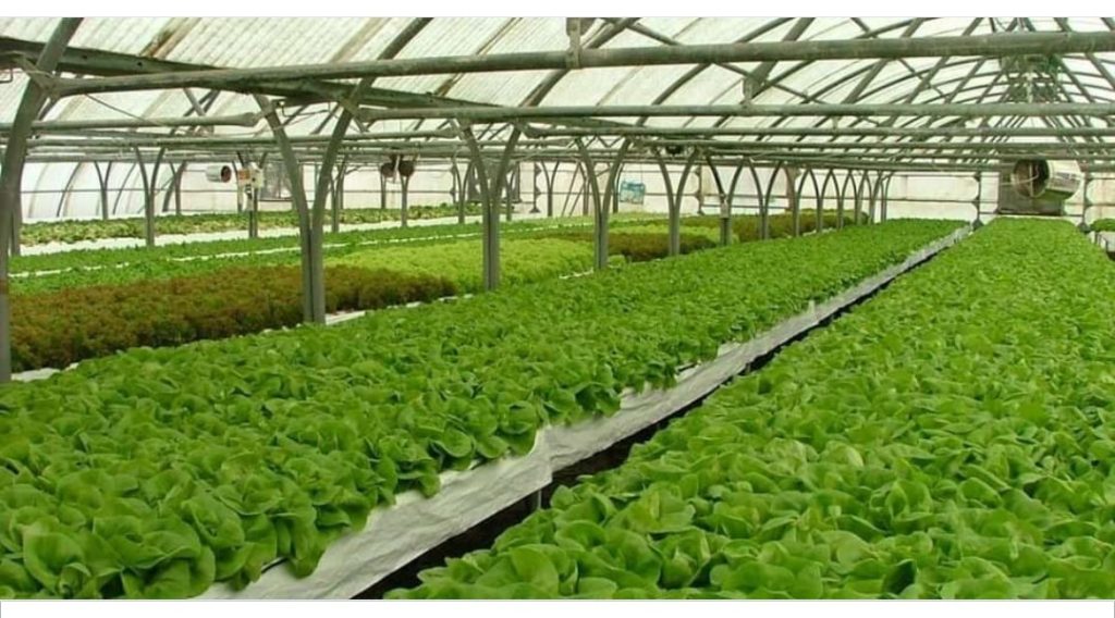 ‘प्राङ्गारिक मिसन‘ कार्यक्रम सञ्चालन हुँदै