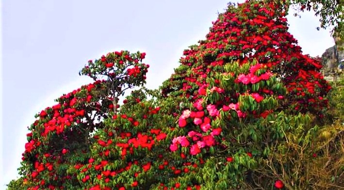 गुराँस टिप्नेलाई जरिवाना