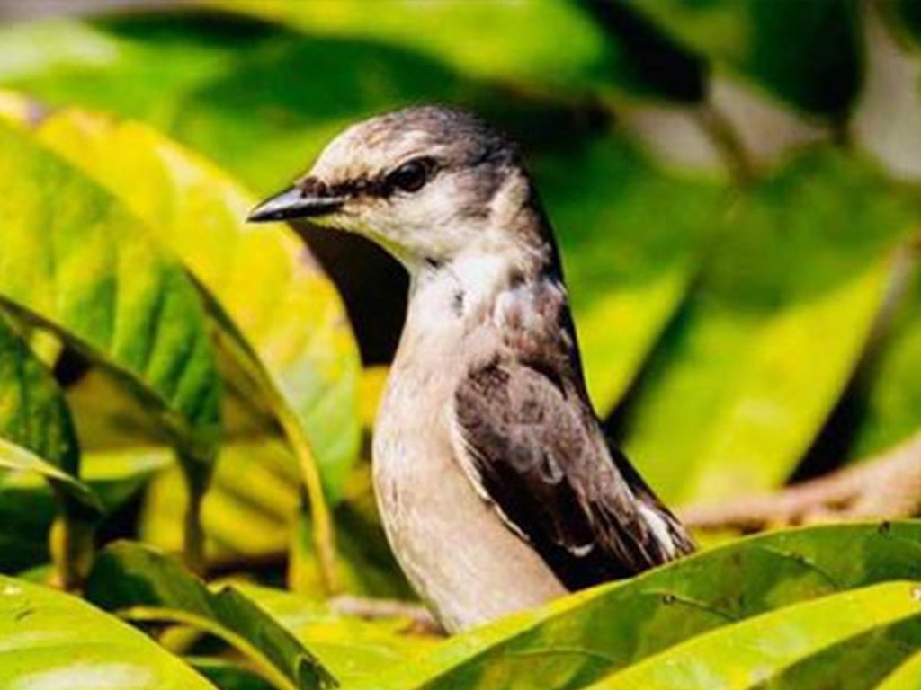 तनहुँको  भानुभक्त प्राणी उद्यानमा १६ प्रजातिका चरा फेला