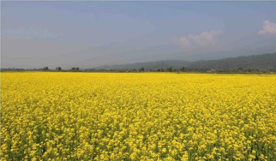 कैलालीमा तोरीको उत्पादन बढ्योः किसानमा खुशीयाली image