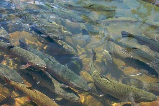 इन्डोनेशियाली प्रविधिमा आधारित भकारीमा माछापालन