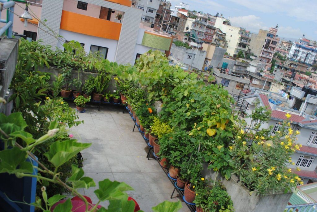 म्याग्दीमा फस्टाउँदै कौसीखेती