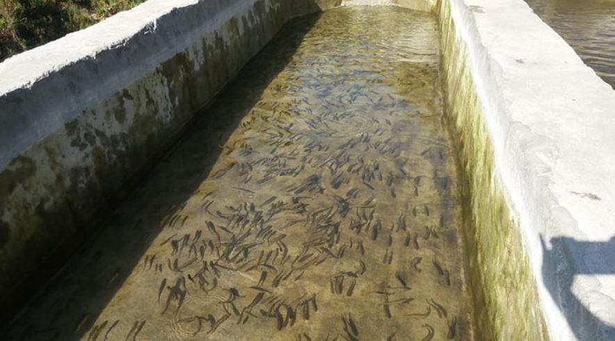 चिसापानीमा ट्राउट माछापालन