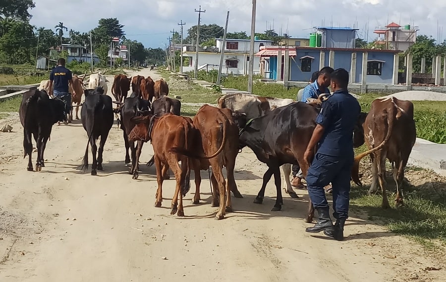 बेवारिसे ३५० गाईबाछाको उद्धार image