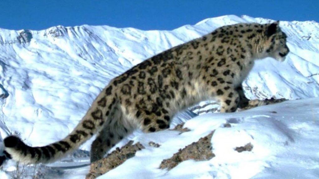 हिउँचितुवामा रेडियो कलार जडान