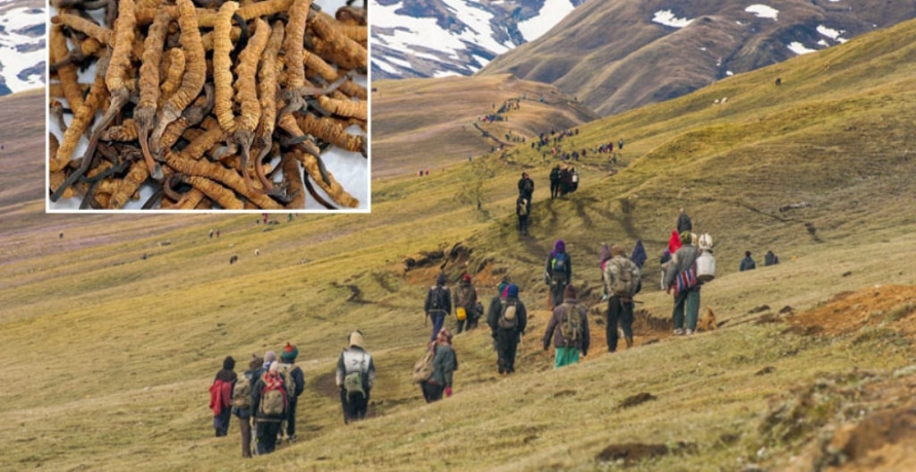 अनुमतिविना यार्सागुम्बा सङ्कलनकर्ता पाटनमा